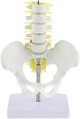 Life Size Human Skeleton Anatomical Model for Students | Highly Detailed Lumbar Vertebrae and Pelvis | for Teaching and Chiropractic Communication | 8.07in Height |Materia