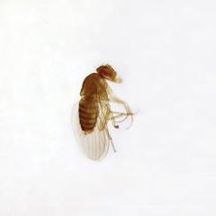 Drosophila, w.m. Microscope Slides