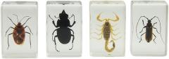 Celestron – Real 3D Bugs in Clear Resin – 4pc Set Includes Scorpion, Stag Beetle, Longhorn Beetle, and Fire Bug – Perfect for Science Eduction and Classroom – Use with Digital and Stereo Microscopes