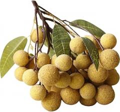Milisten Lifelike Artificial Longan Fruit Model Decoration 50 Heads Simulation Fake Fruit Ornament for Home Kitchen Display and Party Décor
