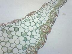 Zea Mays Leaf - Prepared Microscope Slide - 75 x 25mm - Biology & Microscopy - Eisco Labs