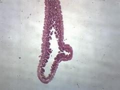 EISCO Hydra, Longitudinal Section - Prepared Microscope Slide - 75 x 25mm - Biology & Microscopy