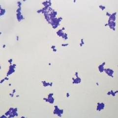 Staphylococcus aureus Slide, w.m.