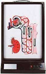 Human Blood Circulation Teaching Aids Dynamic Model of The Formation of Urine - Biological Teaching Model Electronic Model of Urine Formation for Biological Teaching Equipment