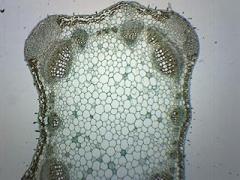 Lavender Stem, Cross Section - Prepared Microscope Slide - 75 x 25mm - Biology & Microscopy - Eisco Labs