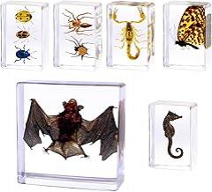 6 Pcs Insect Resin Specimen- 2.95×2.95×0.94 Inch Taxidermy Bat,Scorpion,Butterfly,Ladybug in Preserved Resin for Oddity Gifts,Scientific Educational,Entomology Supplies,Decor