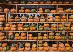 Pumpkin Farm Backdrop 7x5ft Fall Countryside Market Pumpkin Wall Photo Background for Autumn,Halloween, Fall Holidays,Thanksgiving,Harvest Festival Theme Party Decoration Photo Props