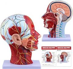 Ultrassist Human Anatomical Half-Head Model Includes Electronic Diagram with Superficial Neurovascular and Musculature Details, Ideal for Kids’ Learning, Education, and Display