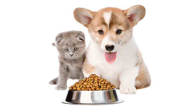 Mascotas